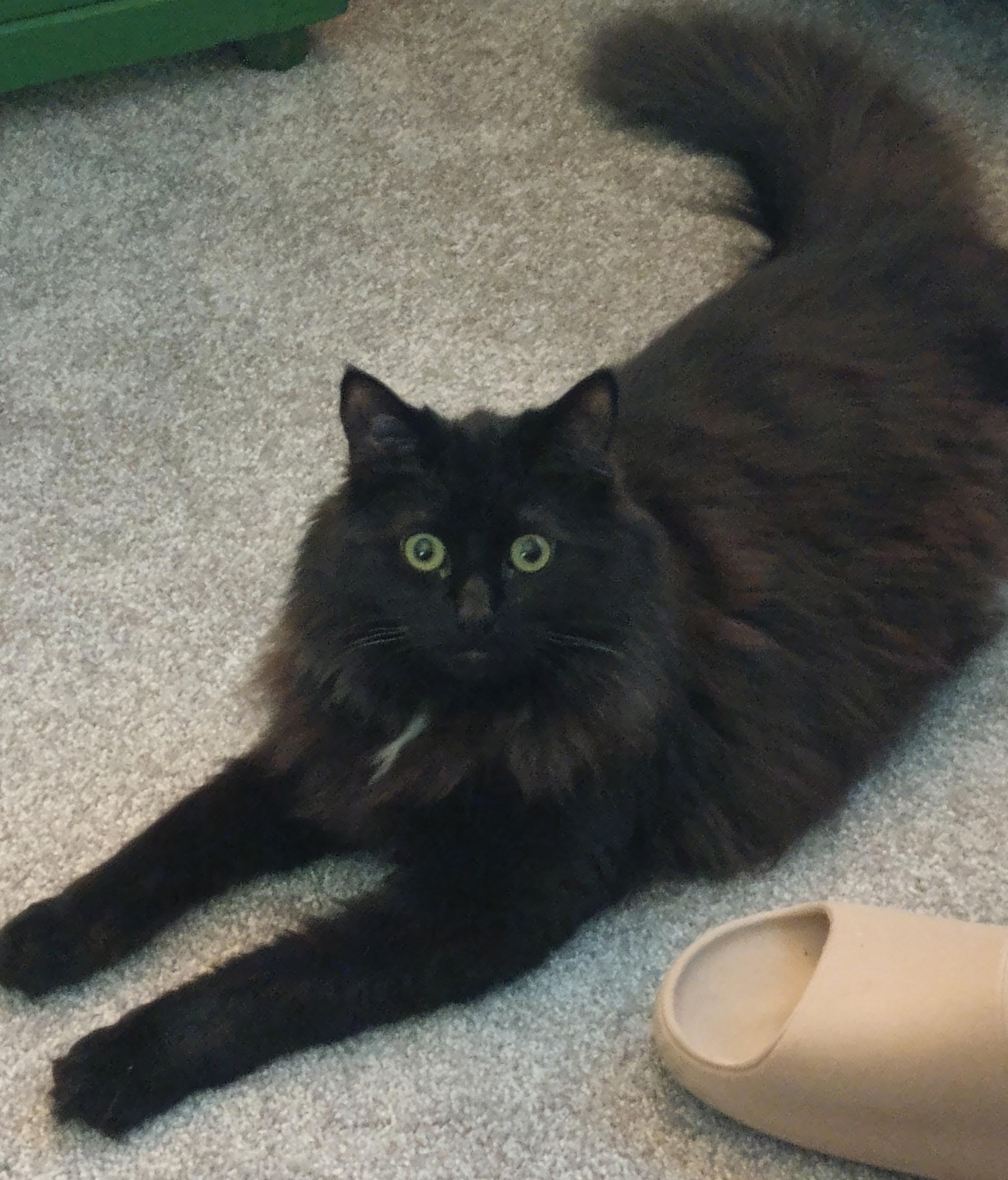 Munchkin, ADOPTABLE, Kitten Male Domestic Long Hair.