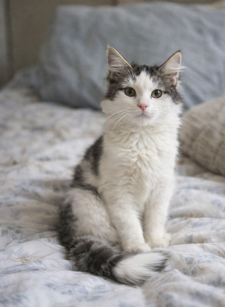 Harriet Napa, Adopted, Kitten Female Domestic Medium Hair.