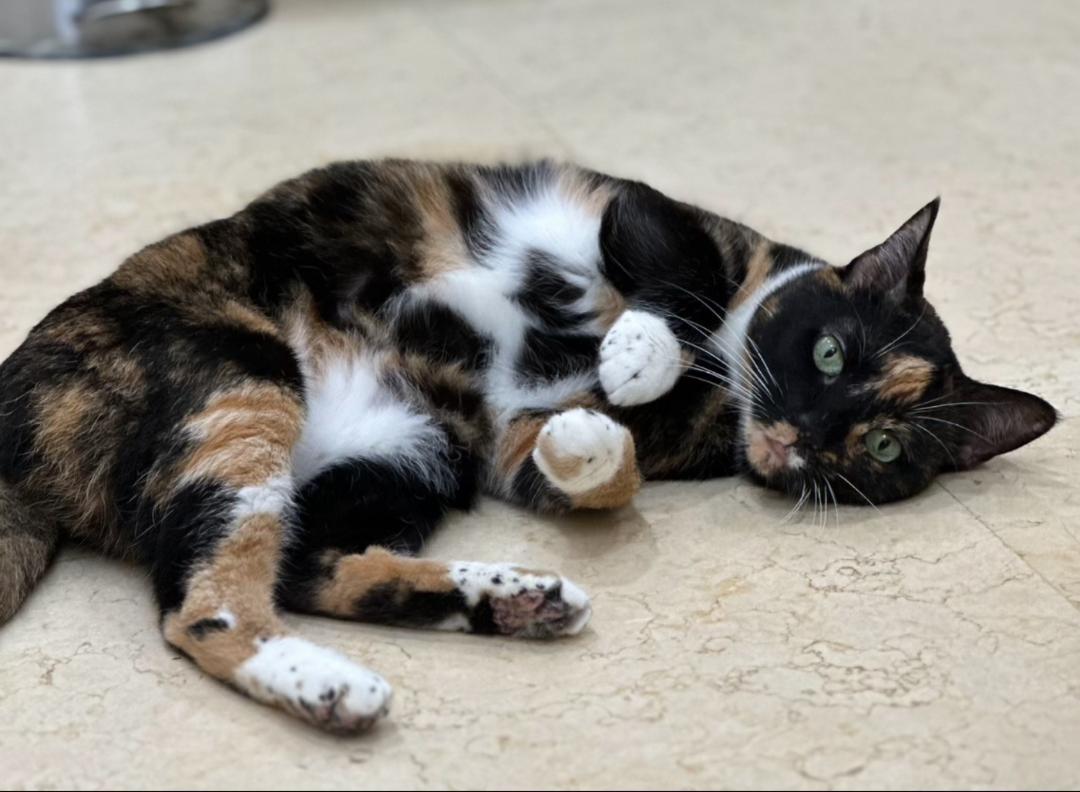 SCOOTER (female), Adoptable, Adult Female Calico.