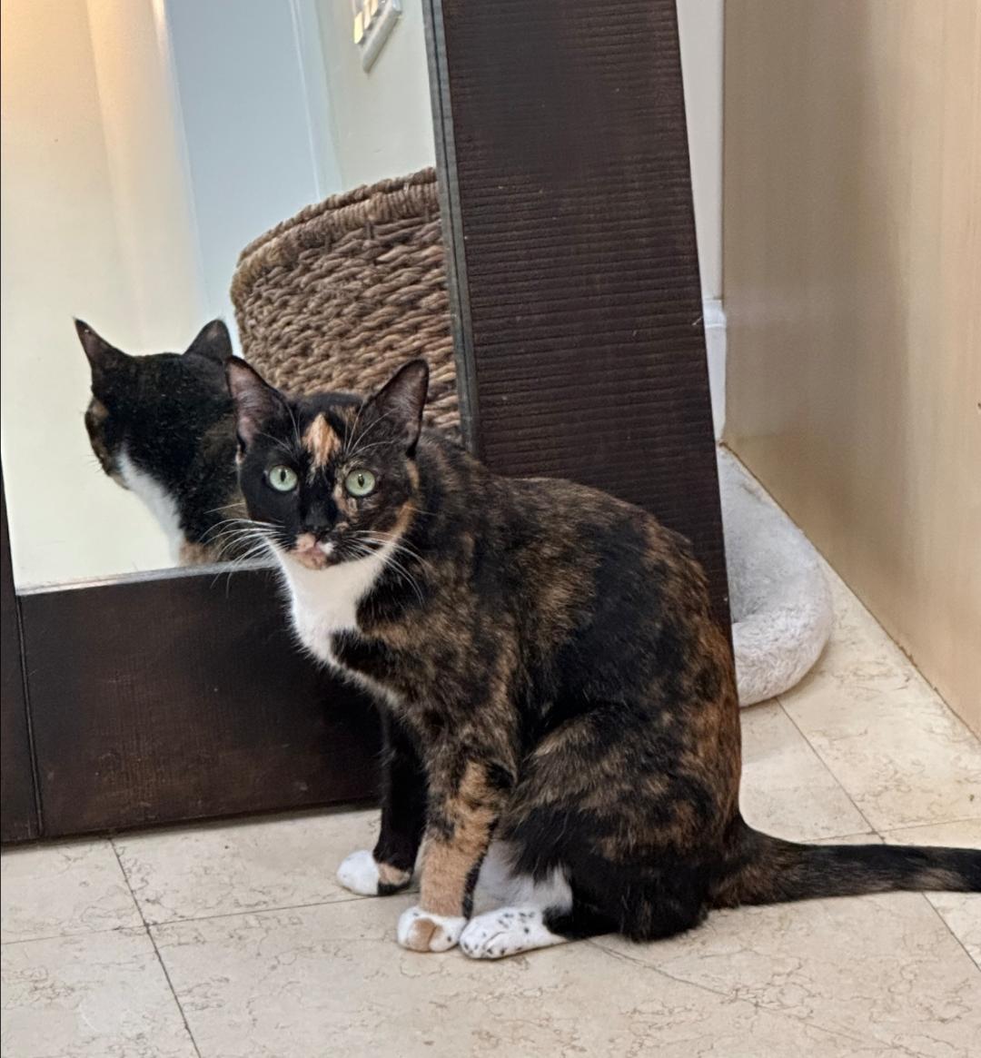 Enlarge SCOOTER (female), a Adoptable Calico in Oakland Park, FL image 2/2