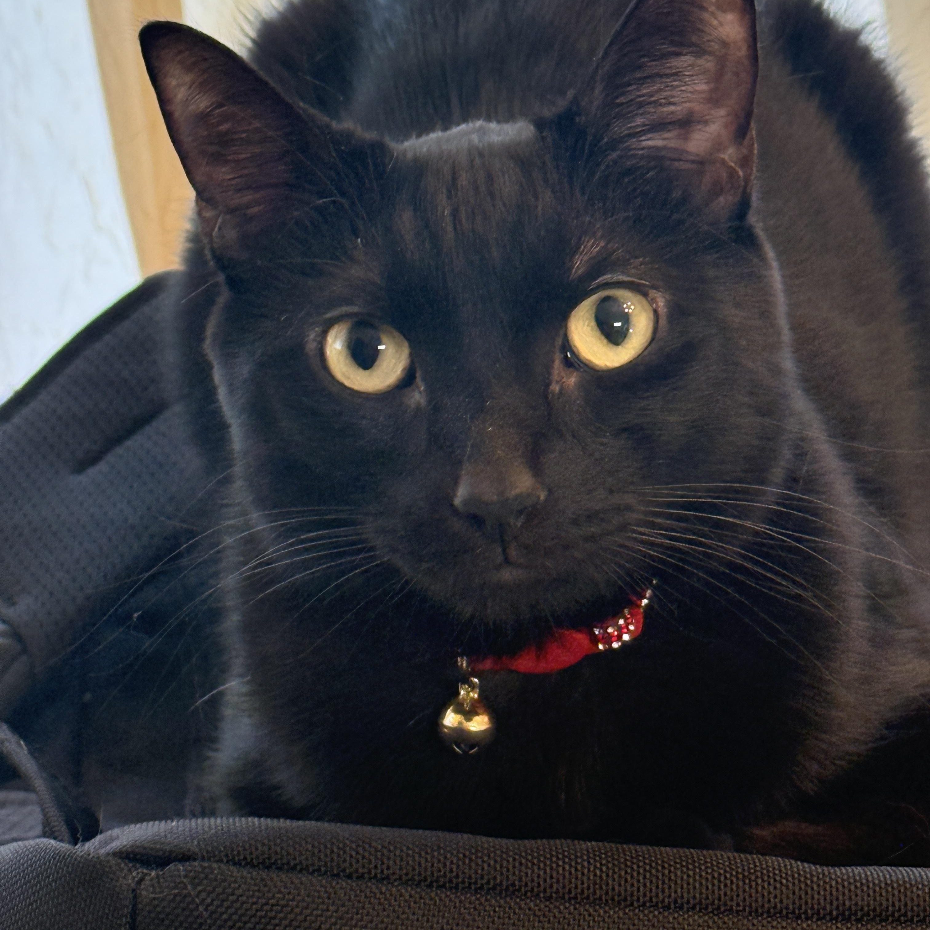 Mocha, a ADOPTABLE Domestic Short Hair in Houston, TX image 1/6