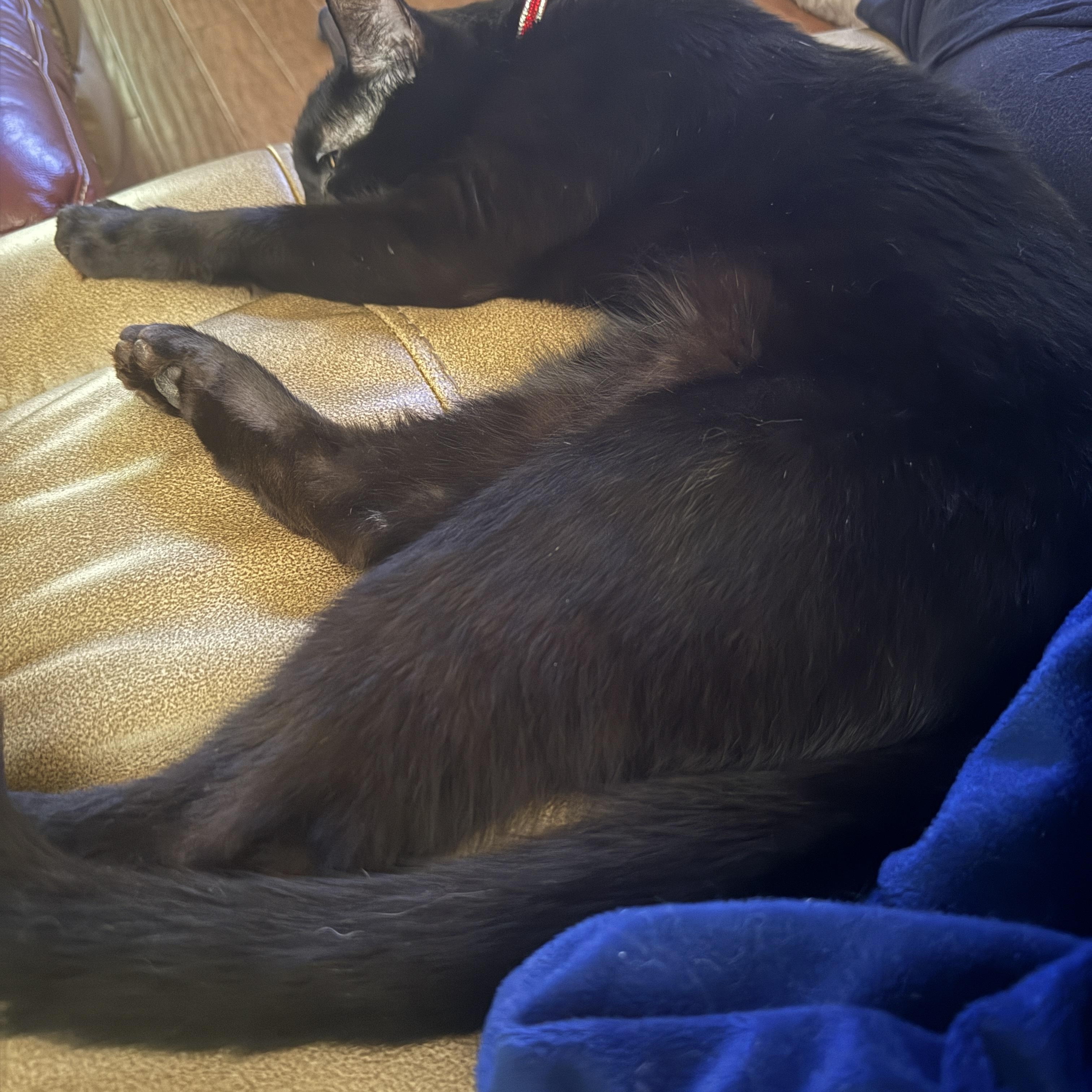 Mocha, a ADOPTABLE Domestic Short Hair in Houston, TX image 2/6