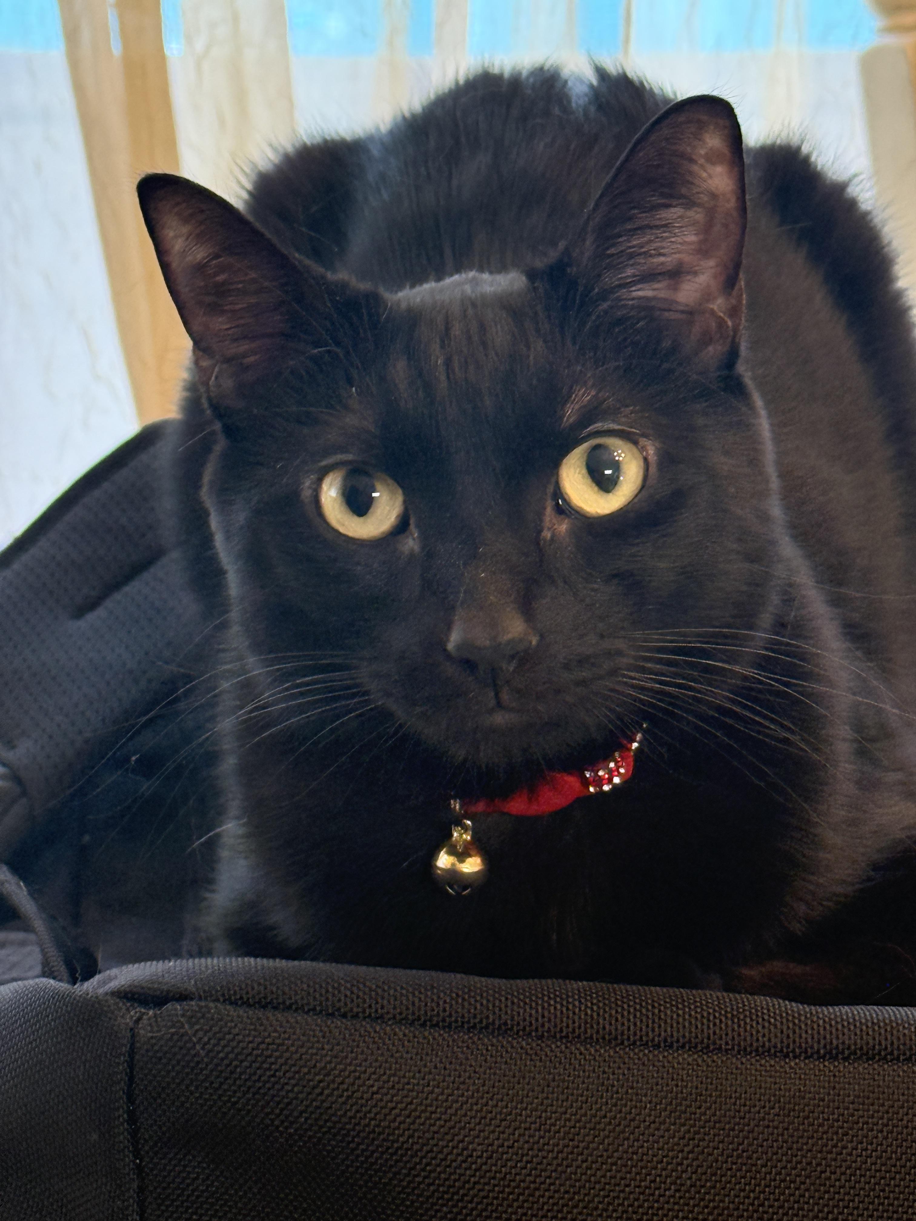 Mocha, a ADOPTABLE Domestic Short Hair in Houston, TX image 5/6