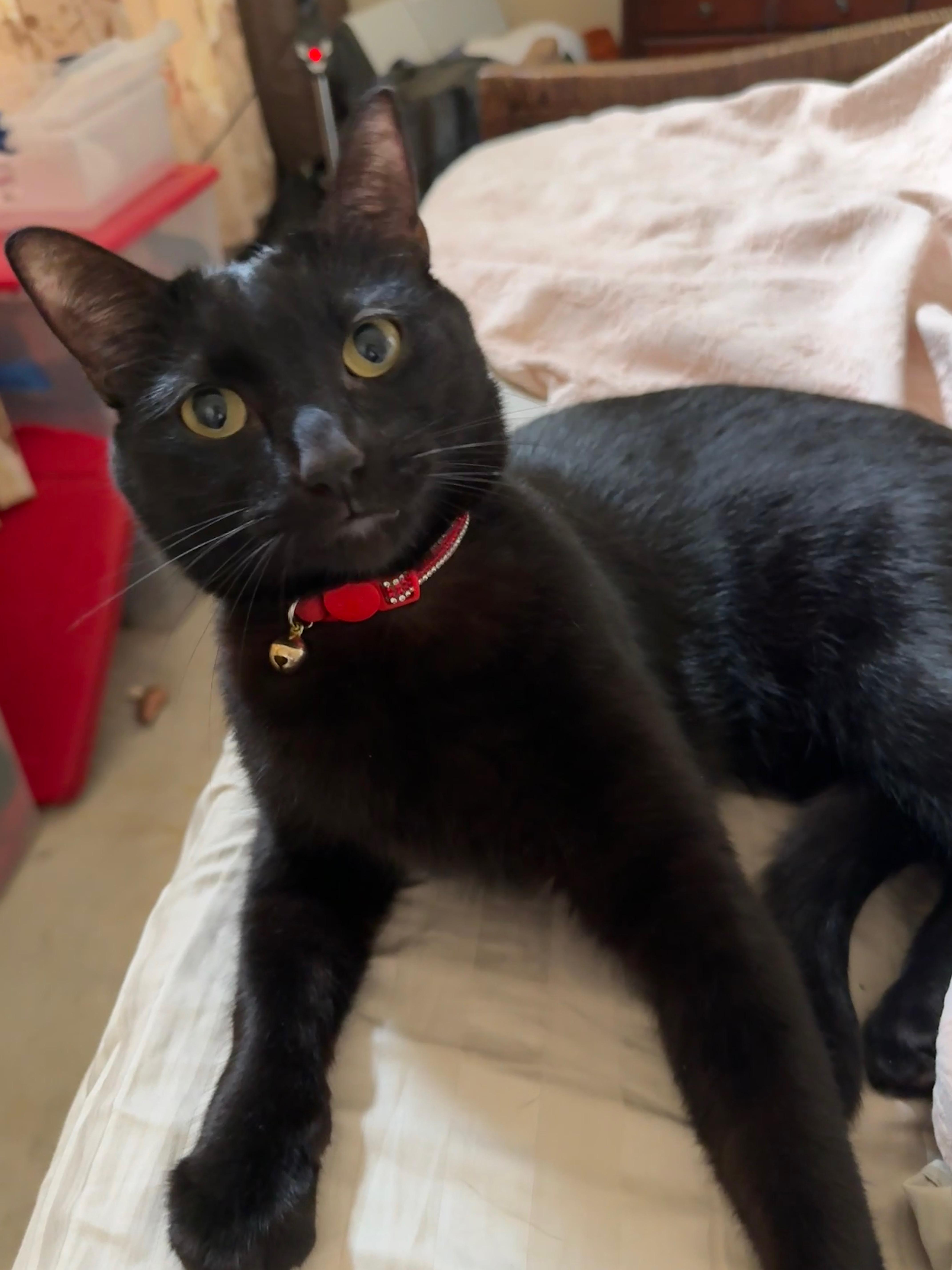 Mocha, a ADOPTABLE Domestic Short Hair in Houston, TX image 3/6