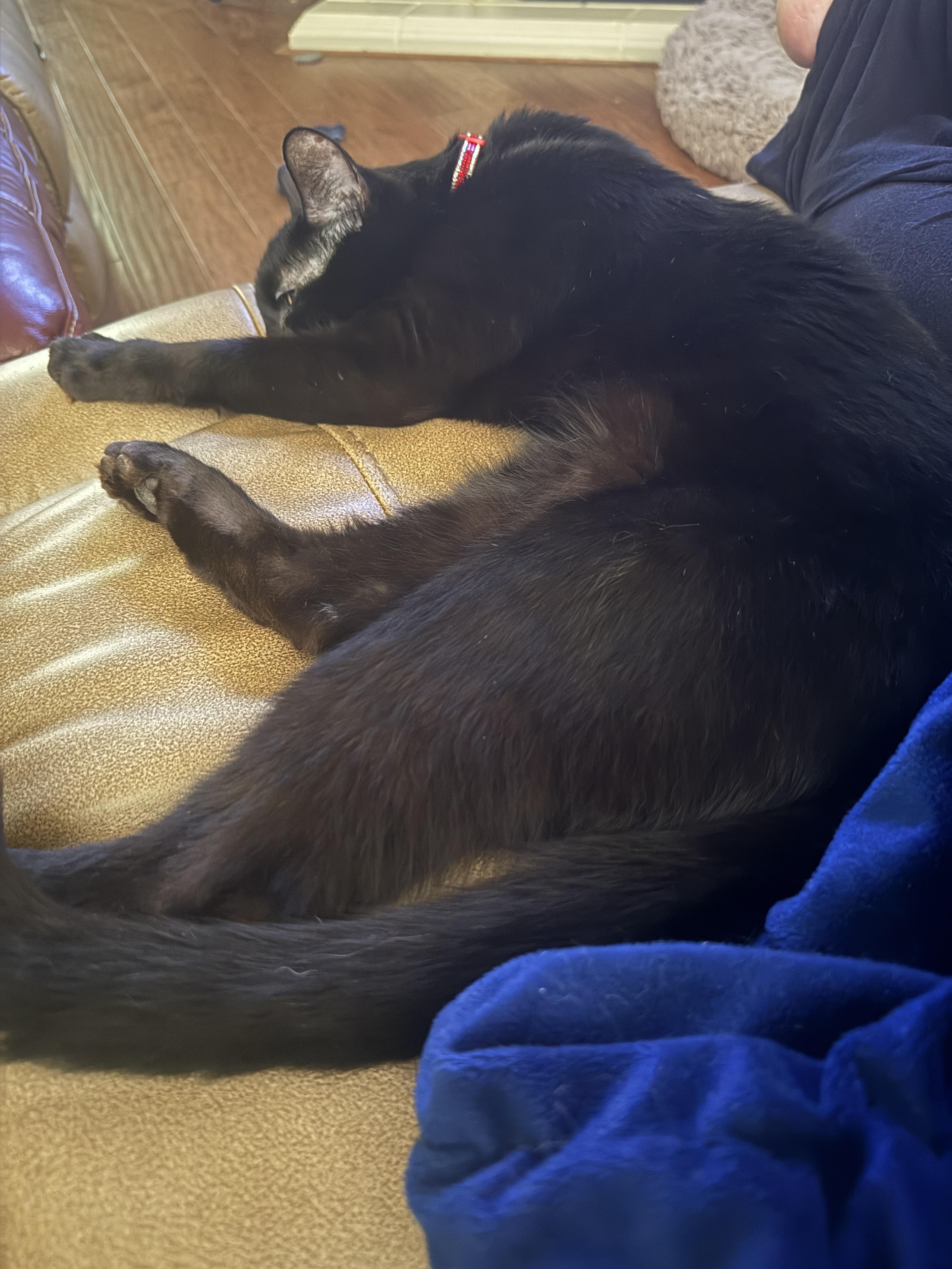 Mocha, a ADOPTABLE Domestic Short Hair in Houston, TX image 6/6