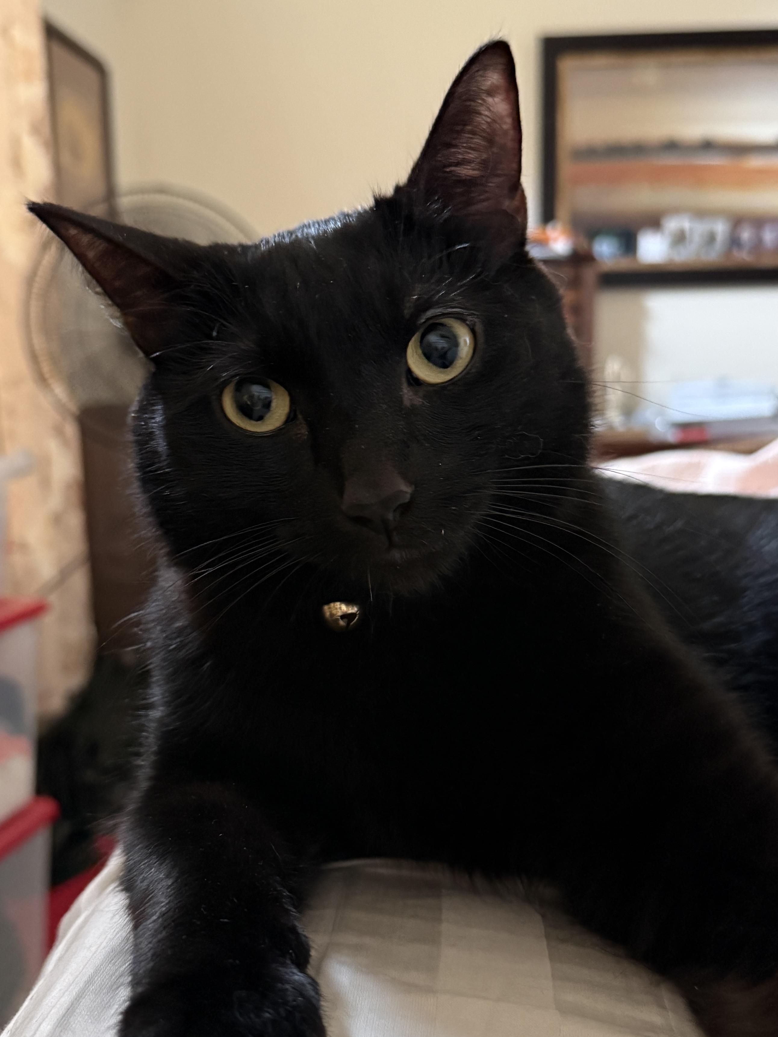Mocha, a ADOPTABLE Domestic Short Hair in Houston, TX image 4/6