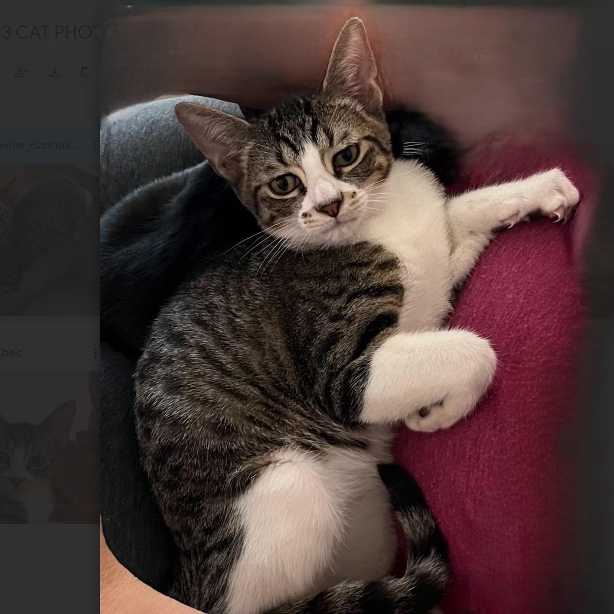 Patrick, Adoptable, Young Male American Shorthair.