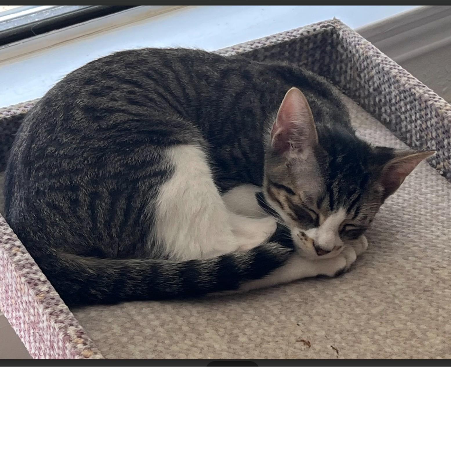 Patrick, a Adoptable American Shorthair in Allen, TX image 3/6