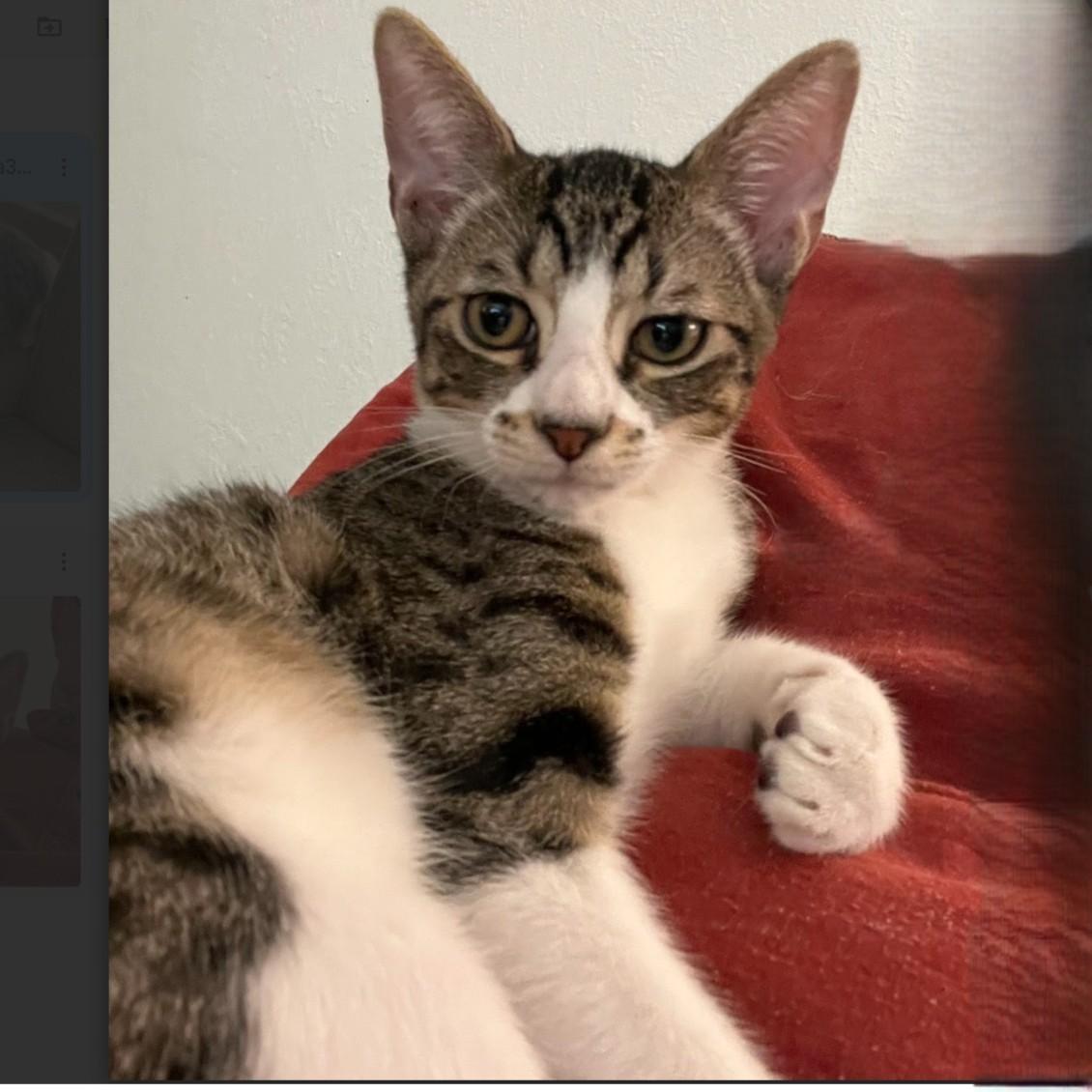 Patrick, a Adoptable American Shorthair in Allen, TX image 4/6