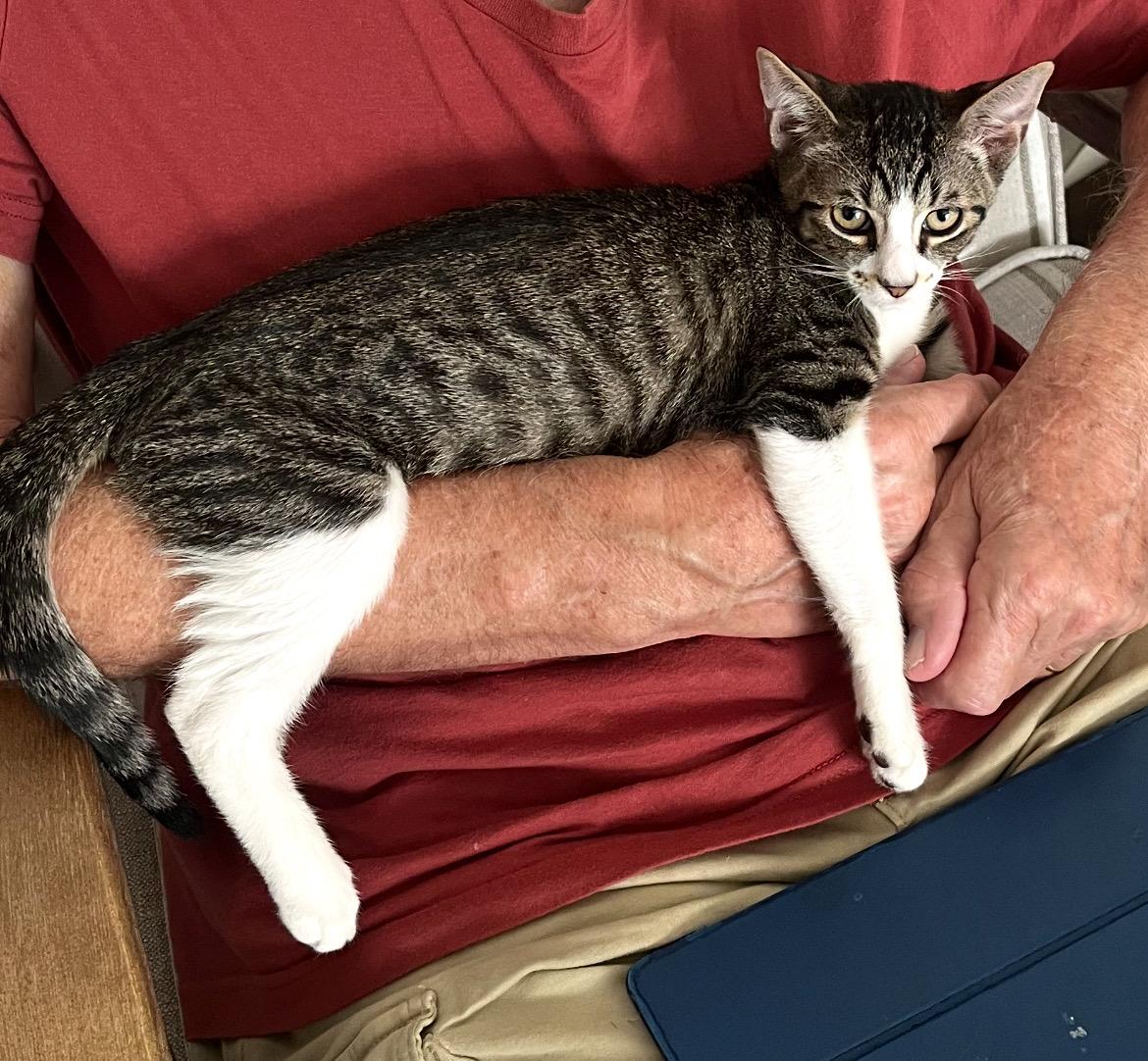 Patrick, a Adoptable American Shorthair in Allen, TX image 5/6