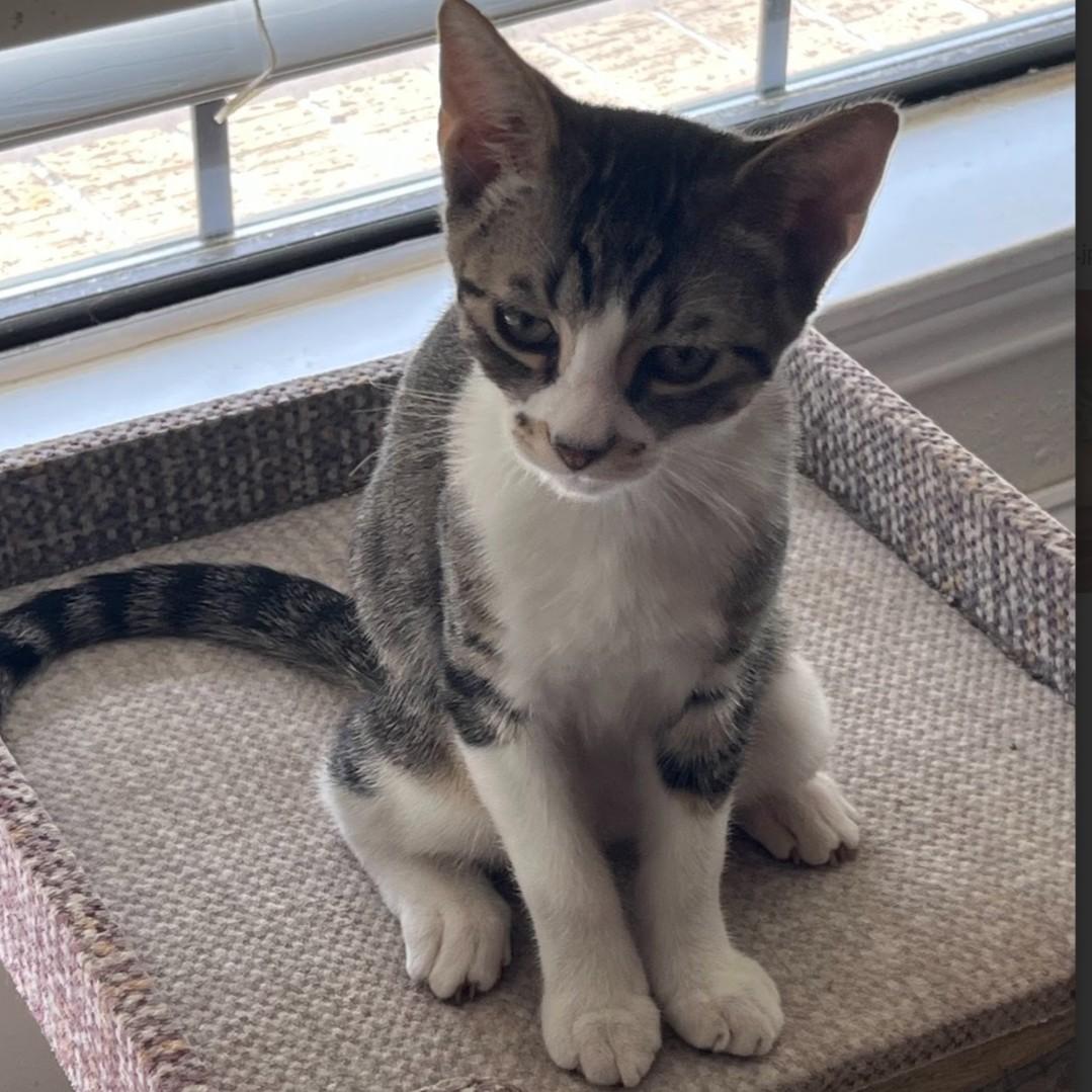 Patrick, a Adoptable American Shorthair in Allen, TX image 6/6