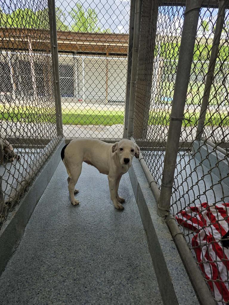 Jazzy, a Adoptable Pit Bull Terrier in Livingston, LA image 1/2