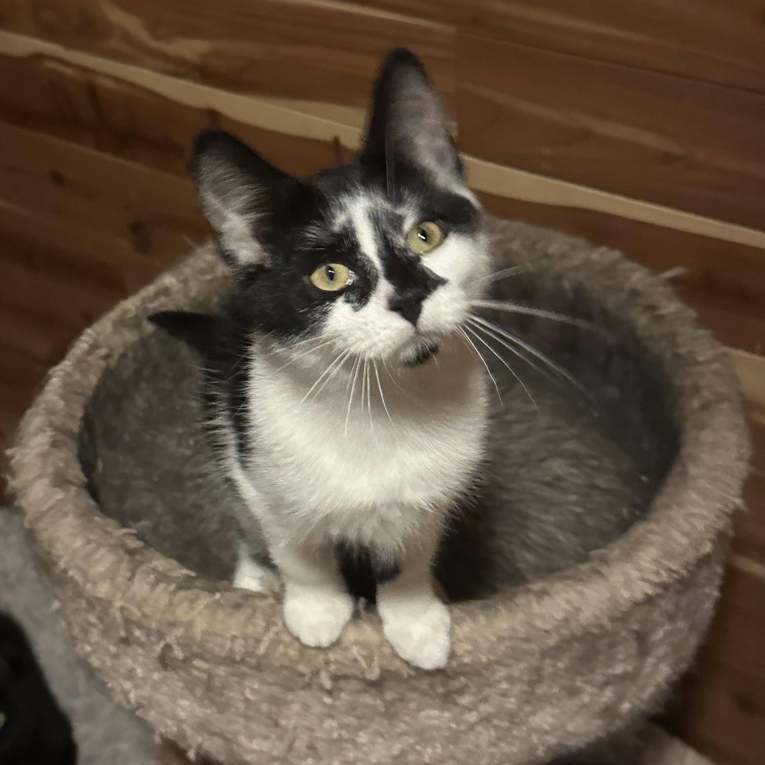 Elphaba