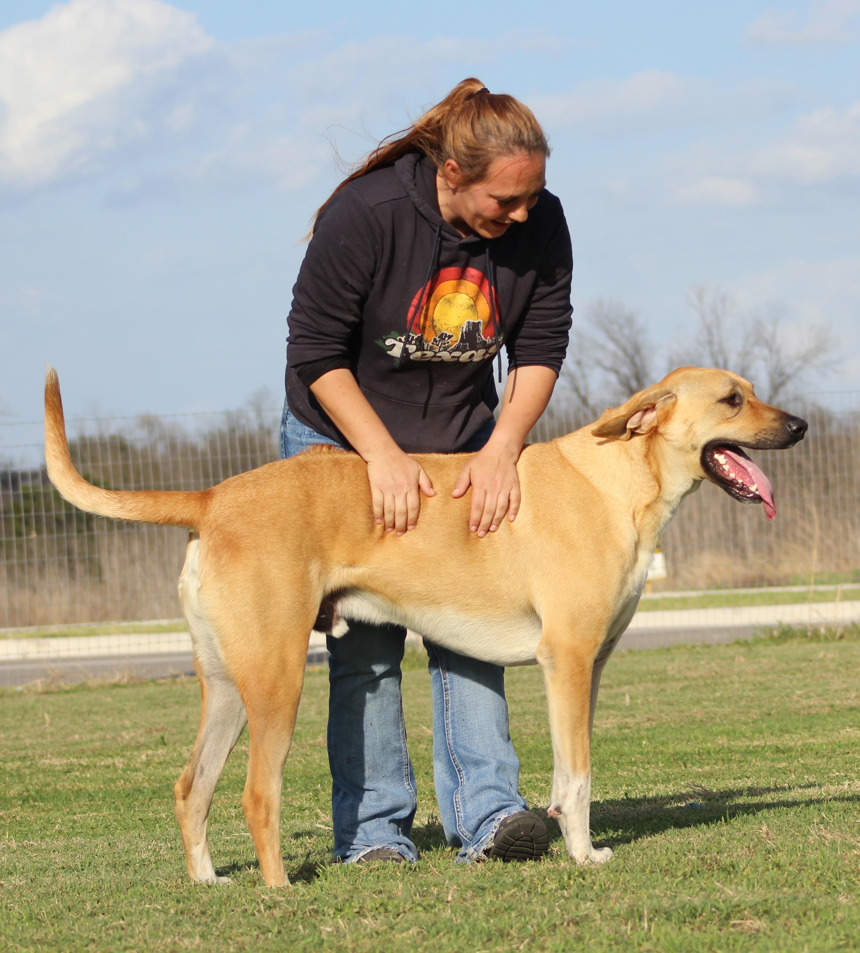 Enlarge Sam, a ADOPTABLE mixed breed in Temple, TX image 4/6