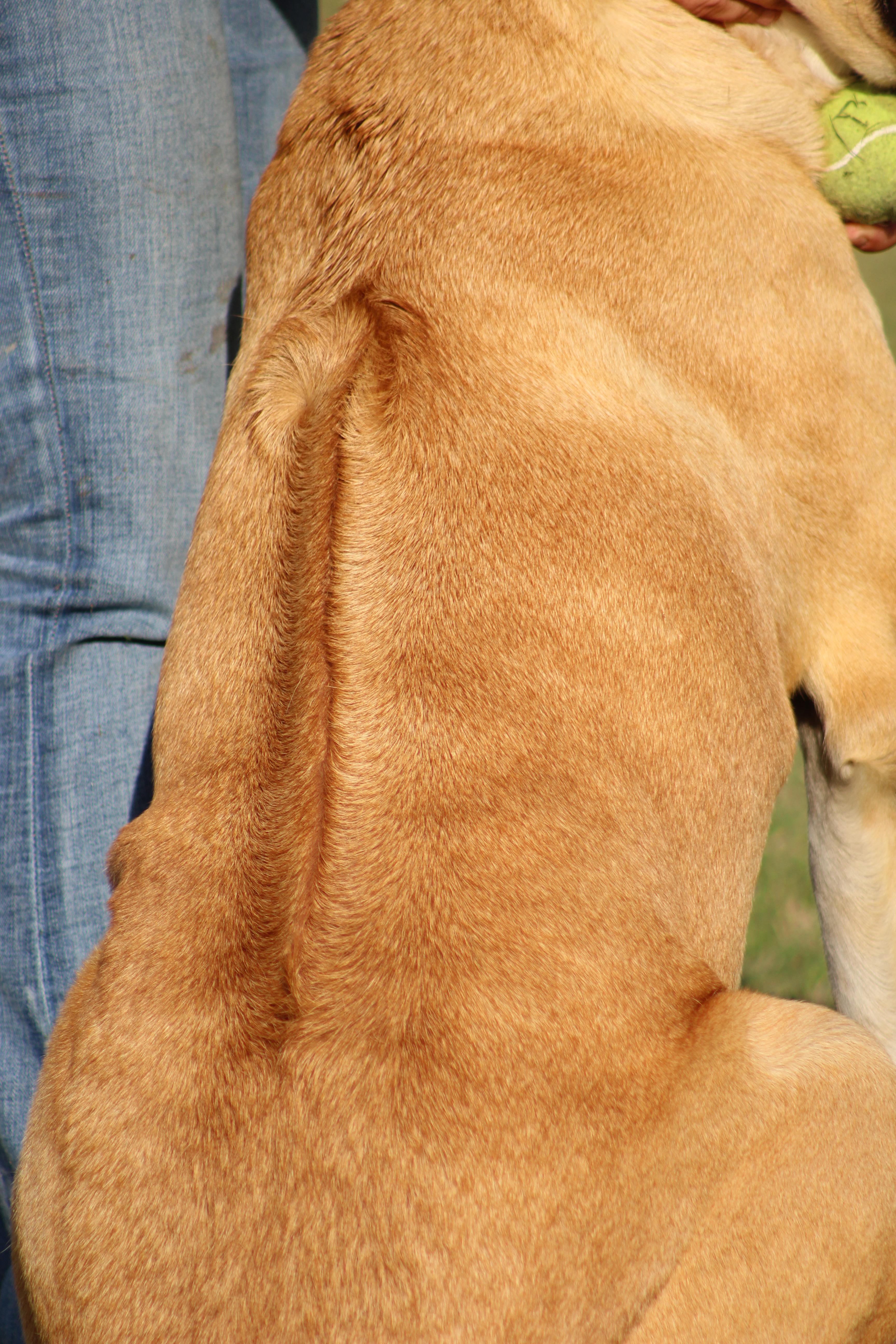 Enlarge Sam, a ADOPTABLE mixed breed in Temple, TX image 6/6