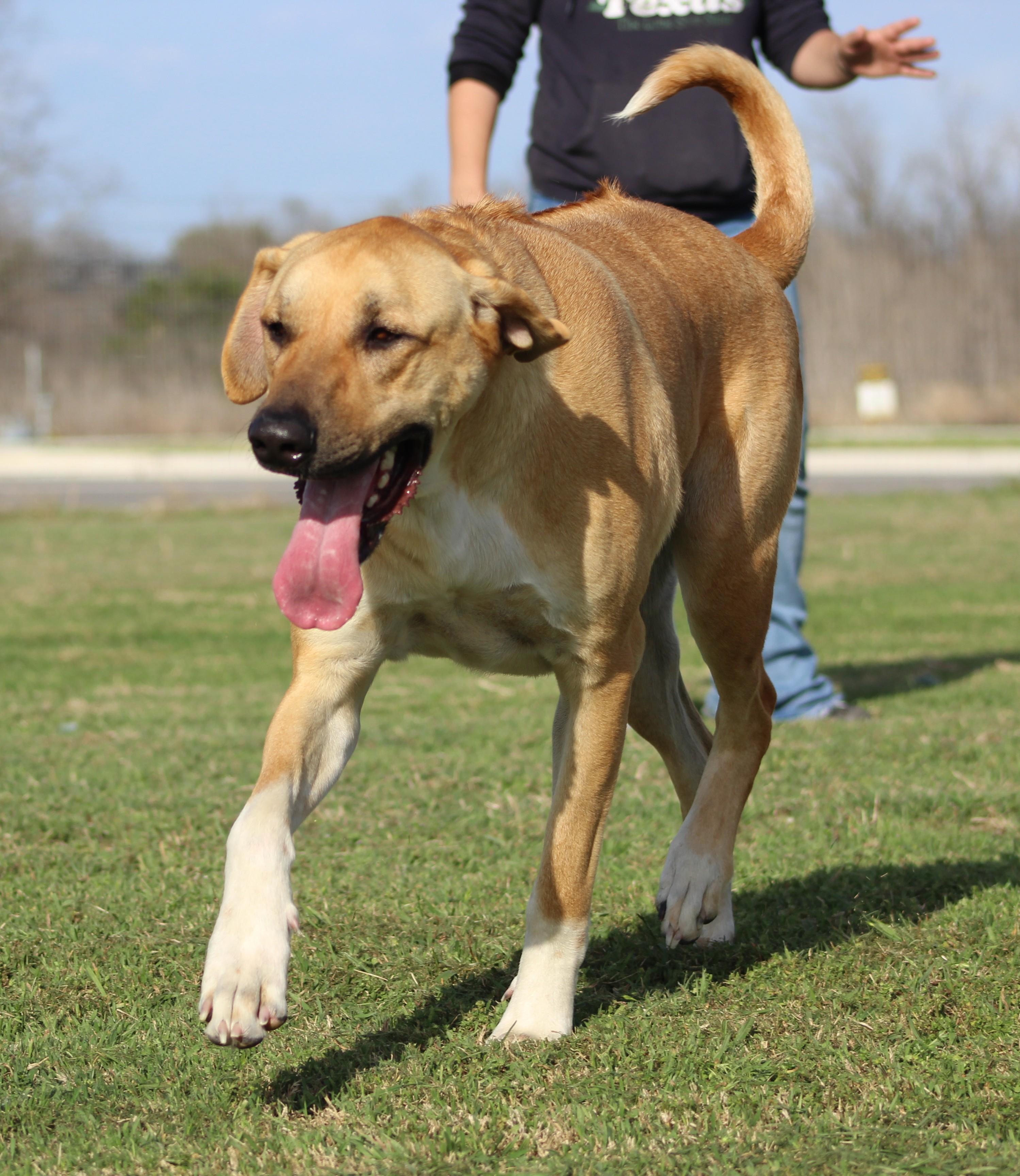 Enlarge Sam, a ADOPTABLE mixed breed in Temple, TX image 3/6