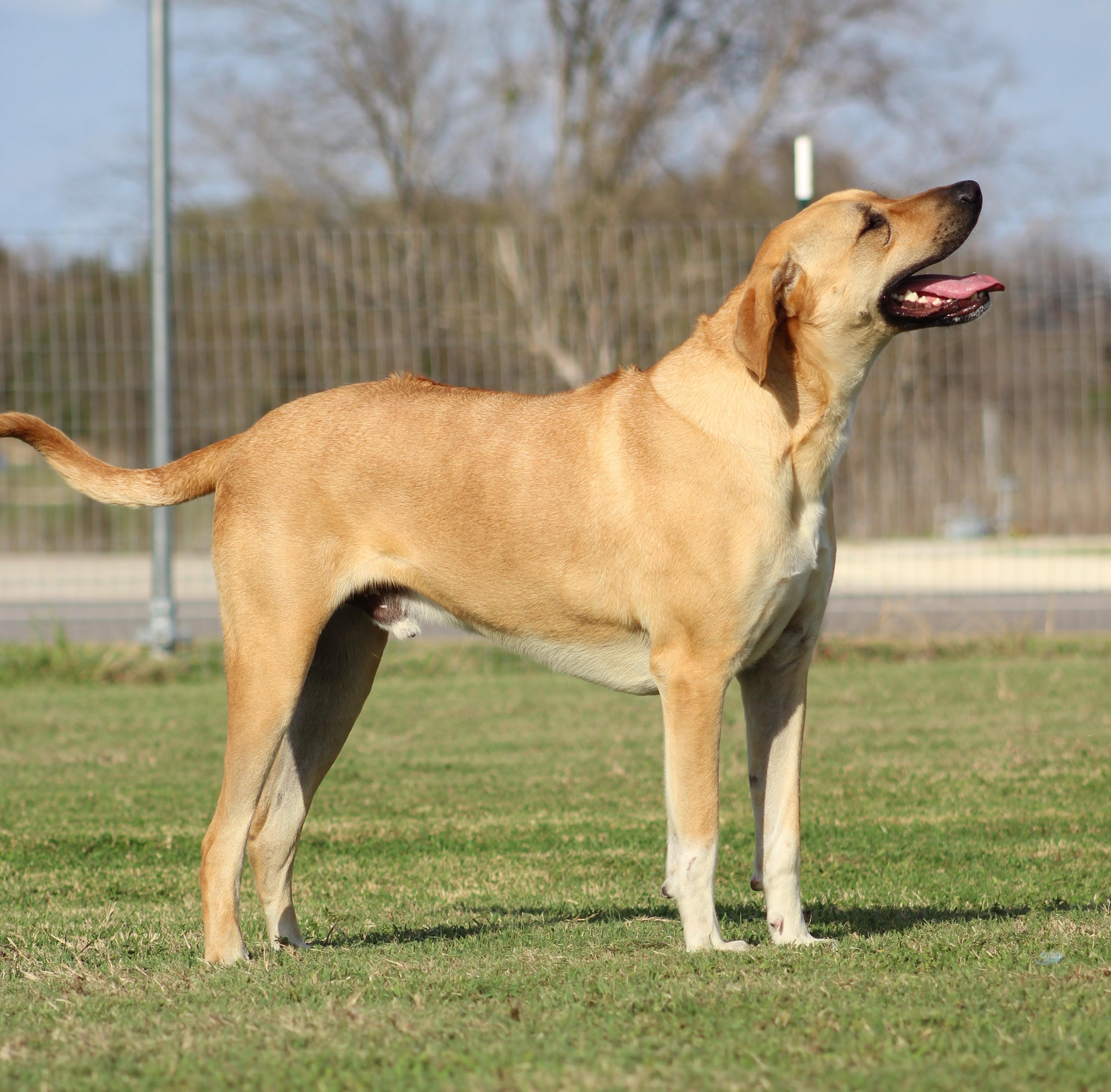 Enlarge Sam, a ADOPTABLE mixed breed in Temple, TX image 5/6