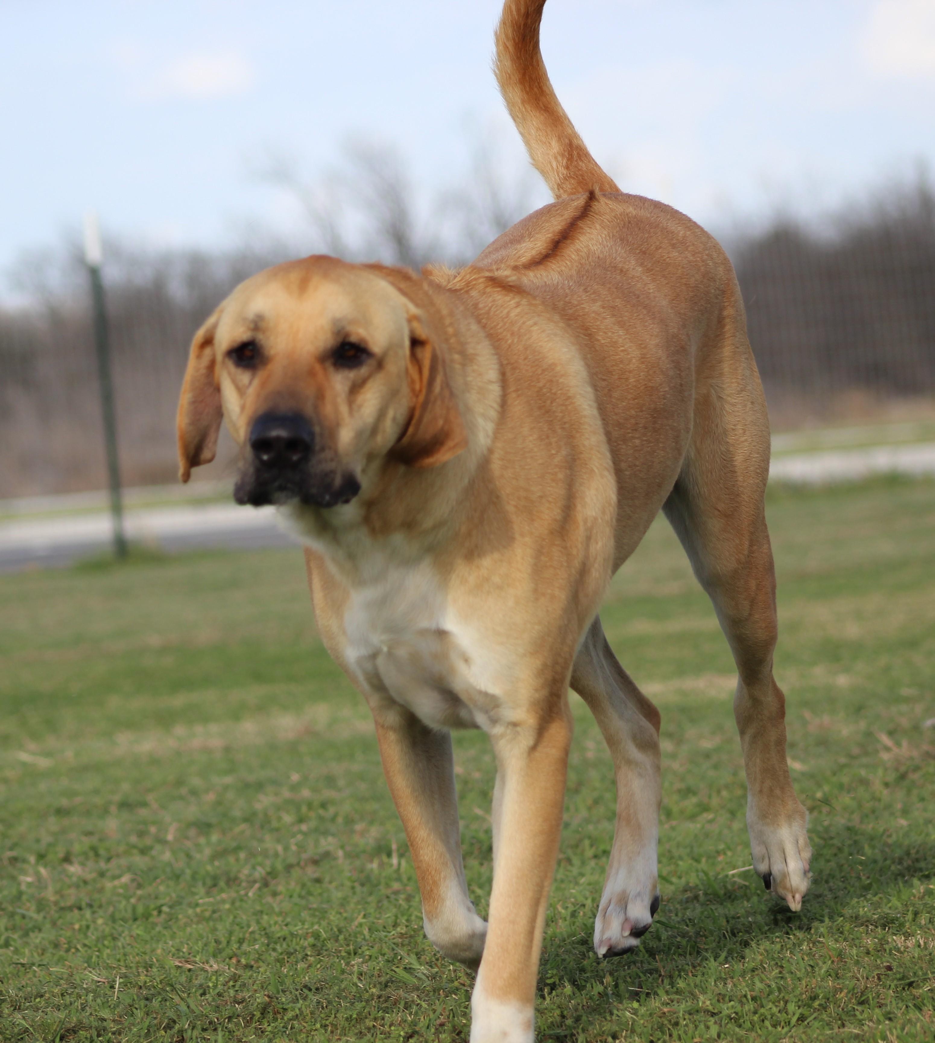 Sam, ADOPTABLE, Young Male Rhodesian Ridgeback & Mixed Breed.