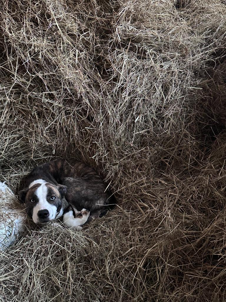 Tessa-Adoptable Awaiting S/N, a Adoptable mixed breed in Chickamauga , GA image 2/2