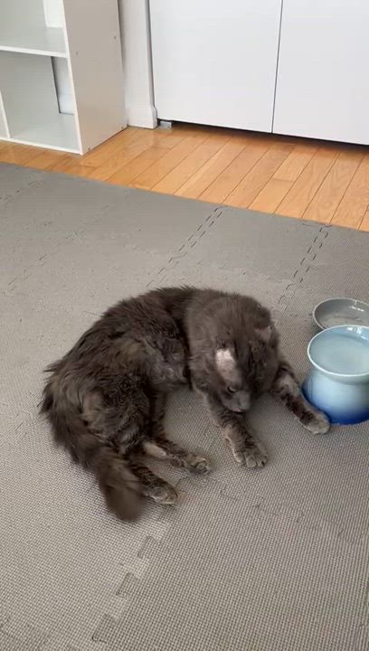 Enlarge Jack (FeLV/FIV positive), a Adoptable Domestic Long Hair in Crompond, NY video 2/2