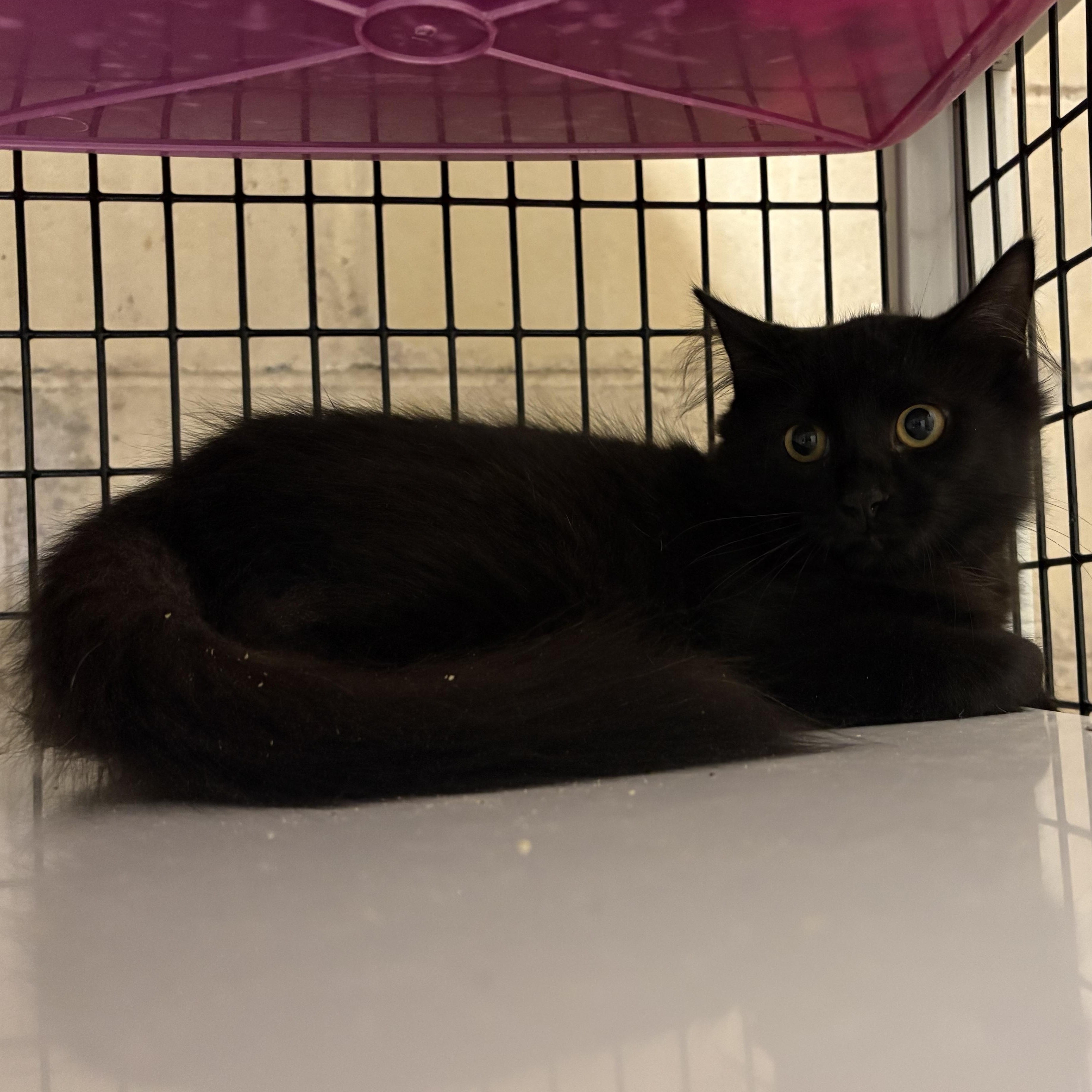 Enlarge Lizzie, a Adopted Domestic Long Hair in Monticello, GA image 1/1