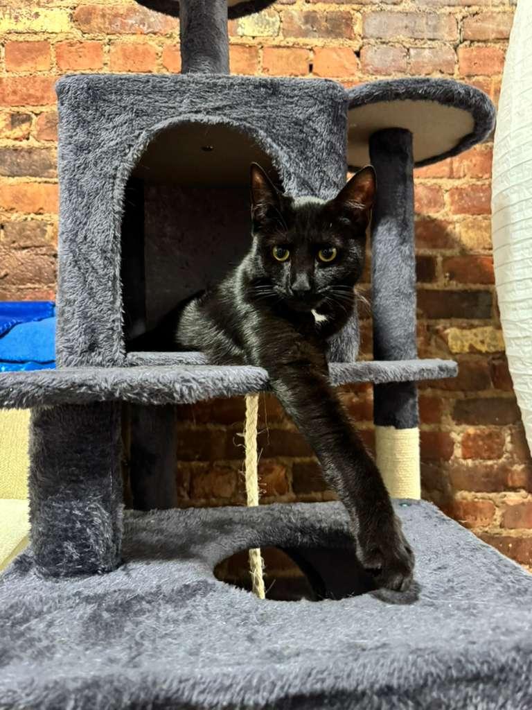 Arya, ADOPTABLE, Adult Female Domestic Short Hair.