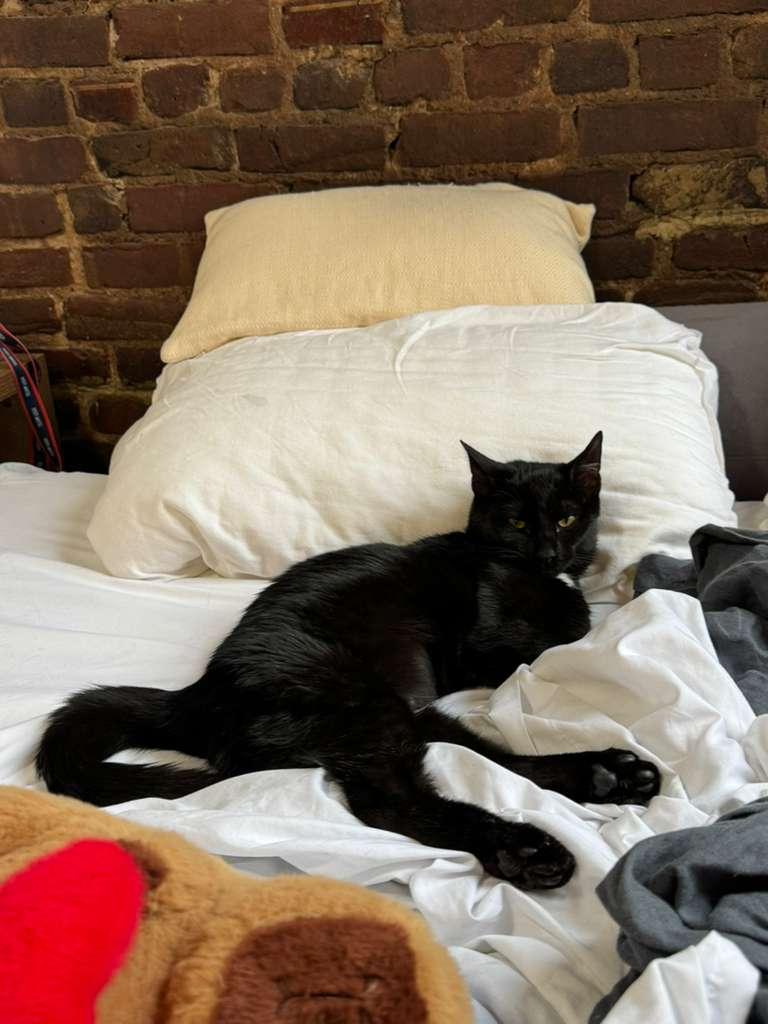 Arya, a ADOPTABLE Domestic Short Hair in Brooklyn, NY image 2/4