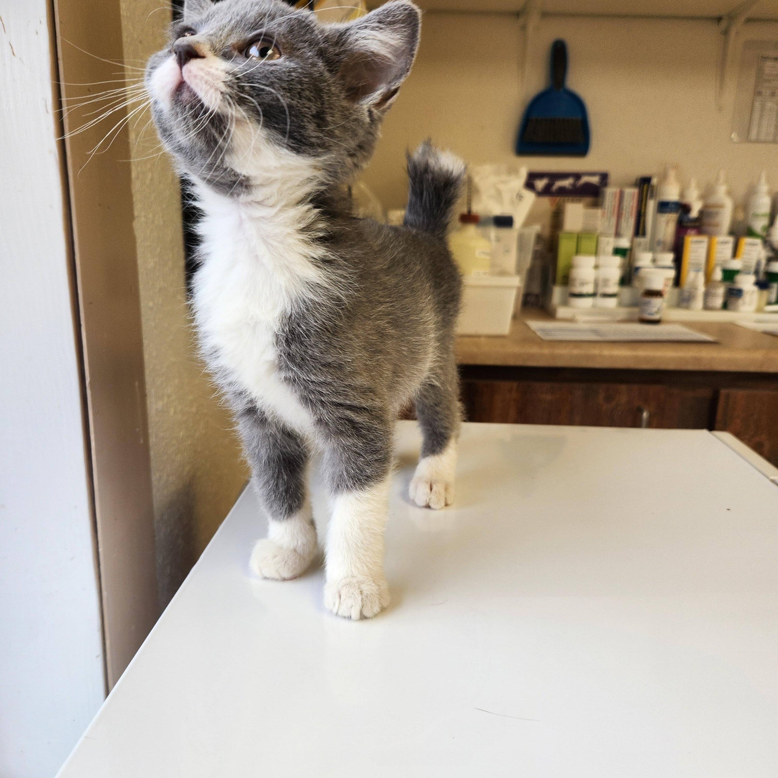 Josephine, adoptable, Young Female Domestic Short Hair.