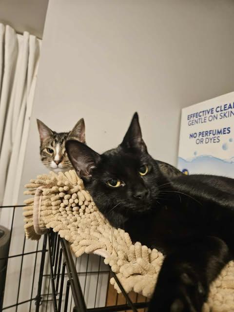 Enlarge Scarlett, a Adoptable Domestic Short Hair in Westville, NJ image 3/4