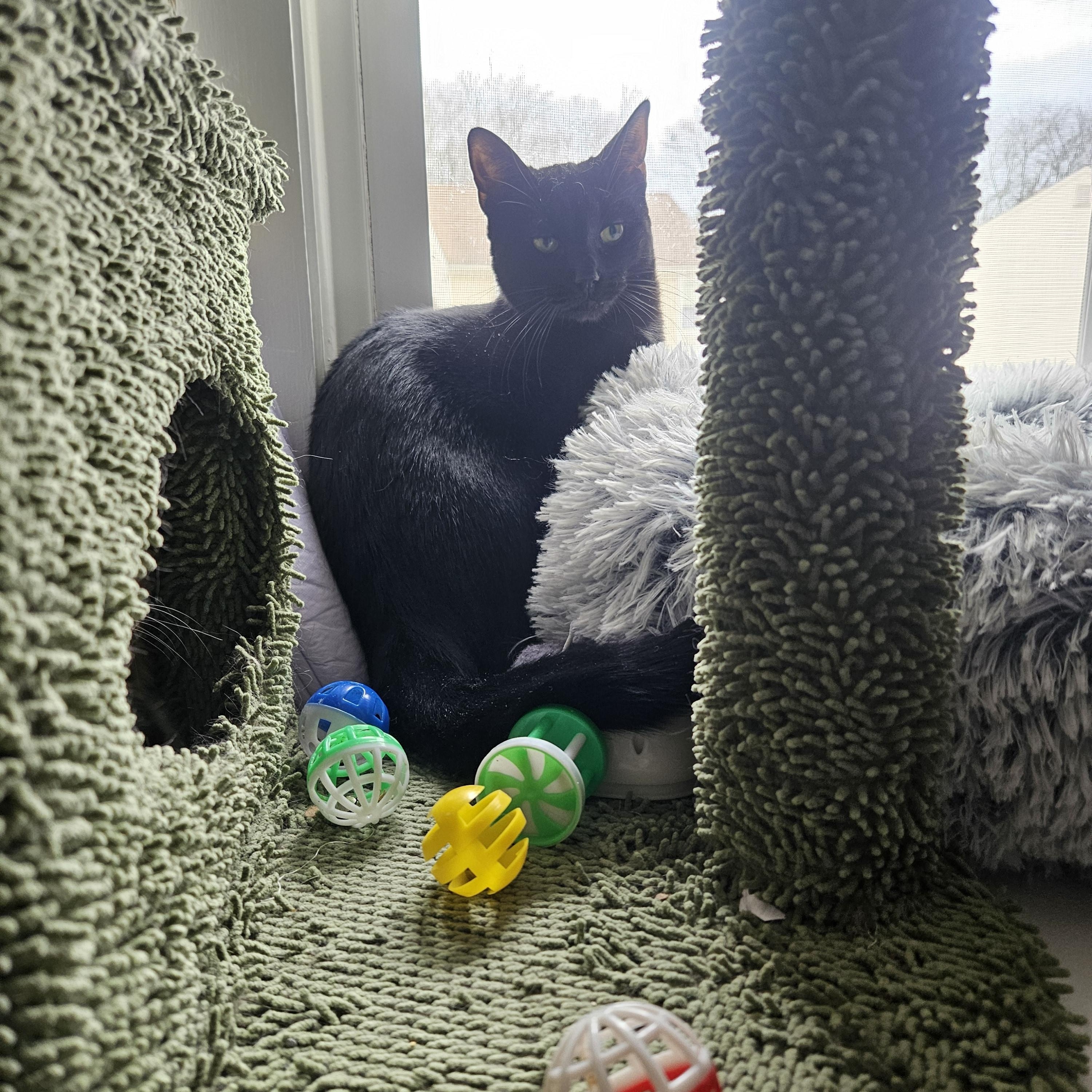 Enlarge Scarlett, a Adoptable Domestic Short Hair in Westville, NJ image 4/4