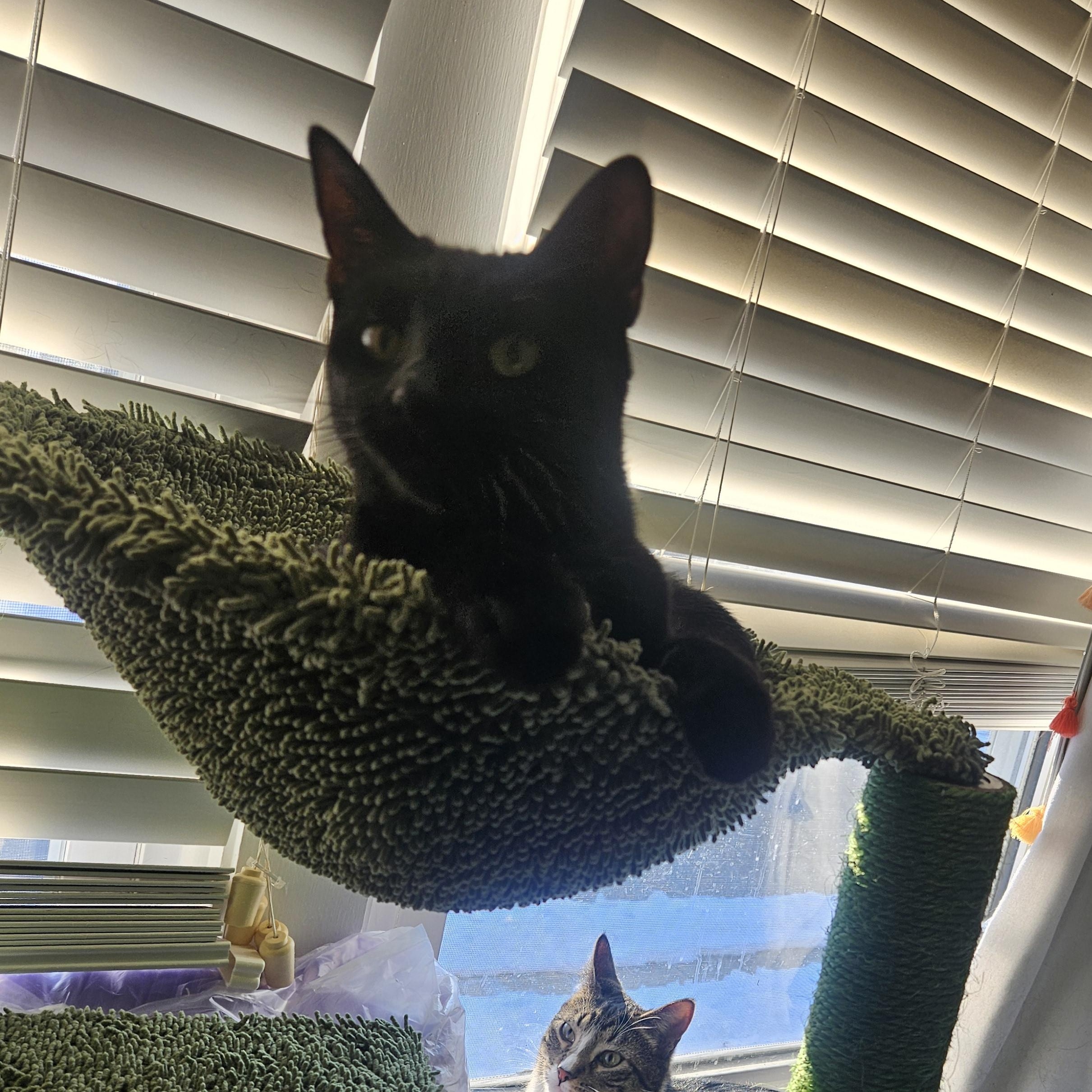 Enlarge Scarlett, a Adoptable Domestic Short Hair in Westville, NJ image 2/4