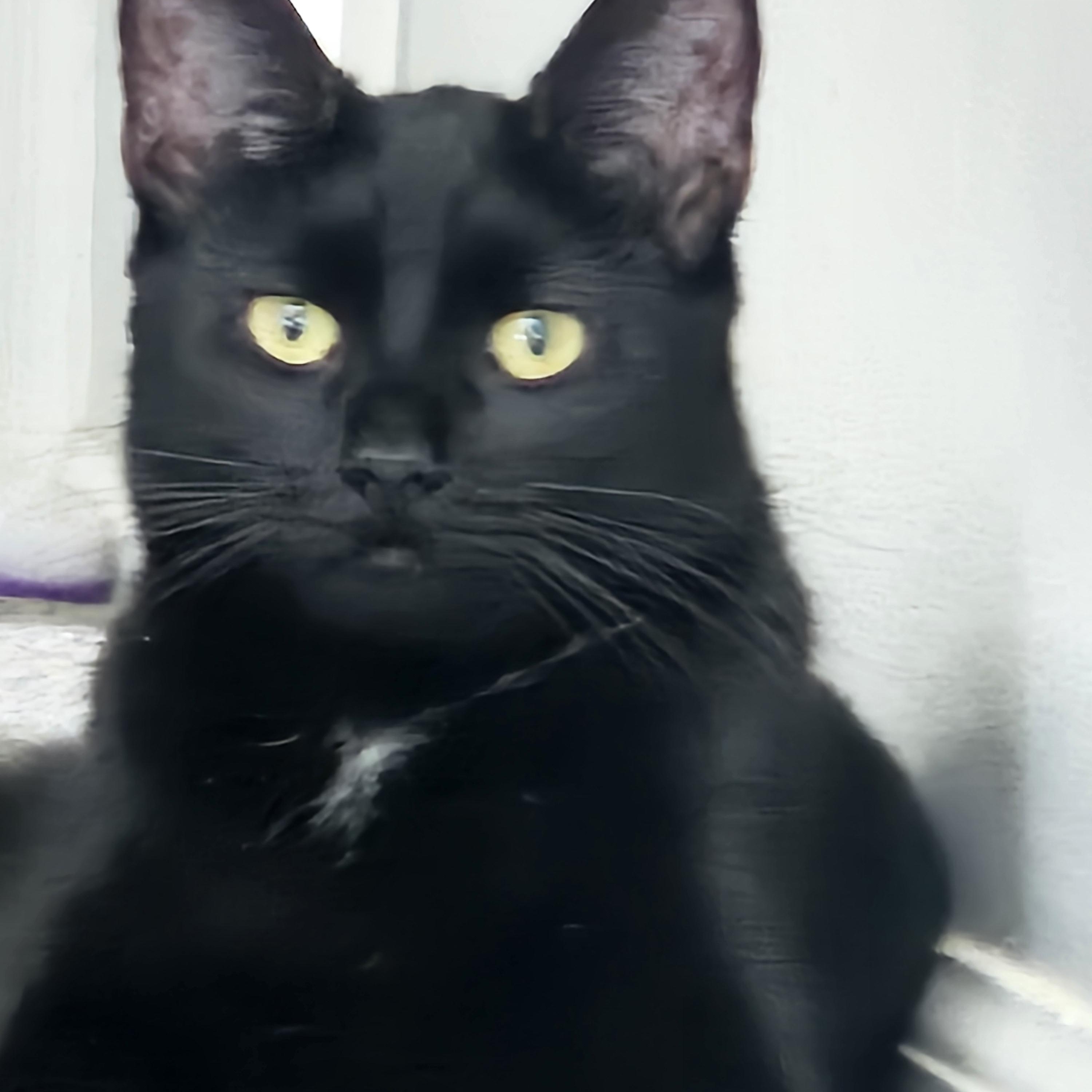 Enlarge Scarlett, a Adoptable Domestic Short Hair in Westville, NJ image 1/4