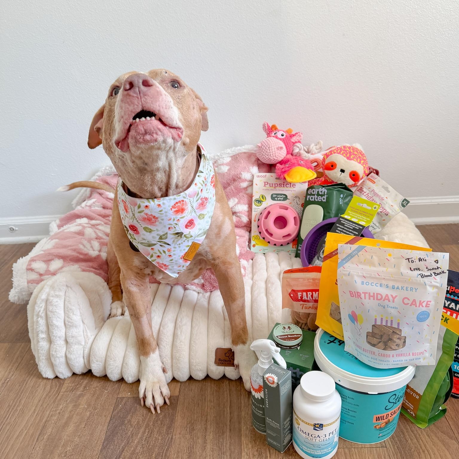 Enlarge Allie, a Adoptable mixed breed in Greer, SC image 4/5