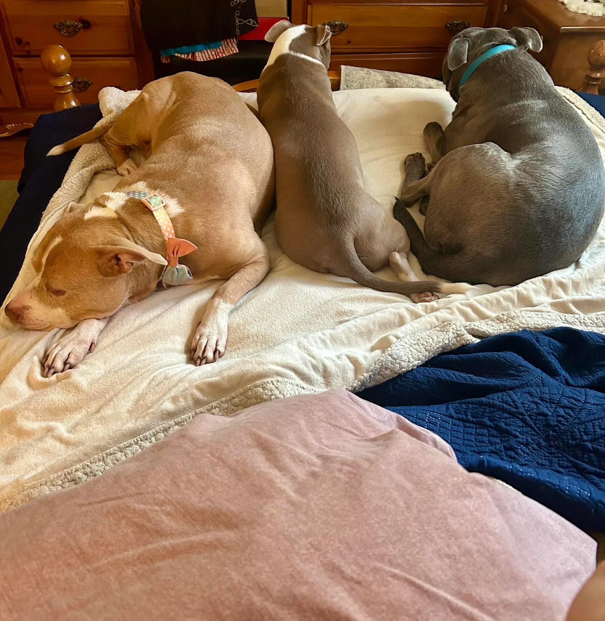 Enlarge Allie, a Adoptable mixed breed in Greer, SC image 5/6