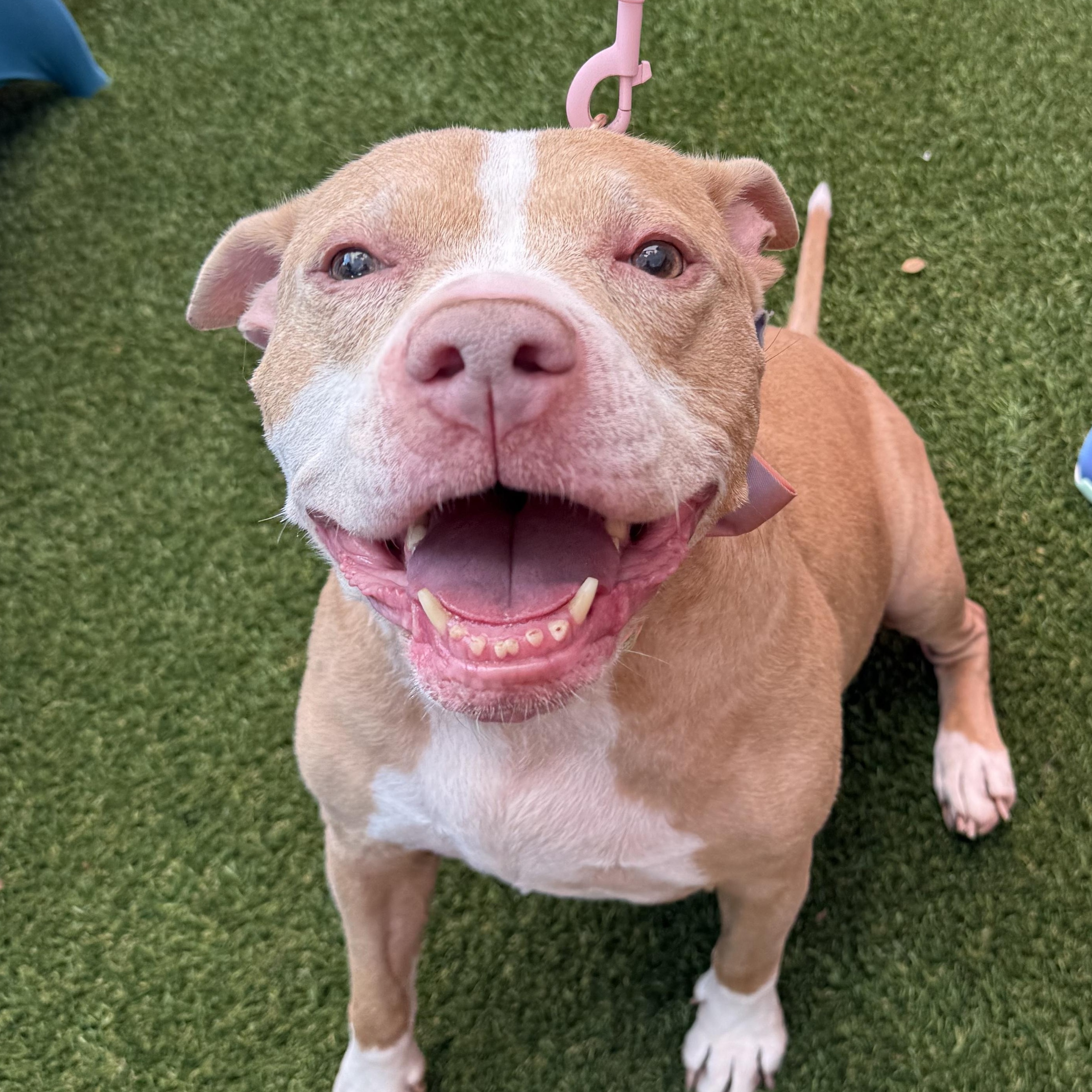 Allie, Adoptable, Senior Female Mixed Breed.