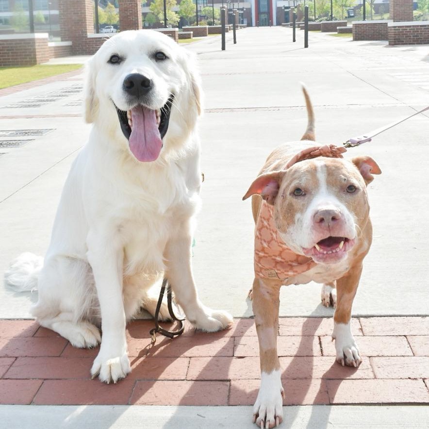 Enlarge Allie, a Adoptable mixed breed in Greer, SC image 5/5