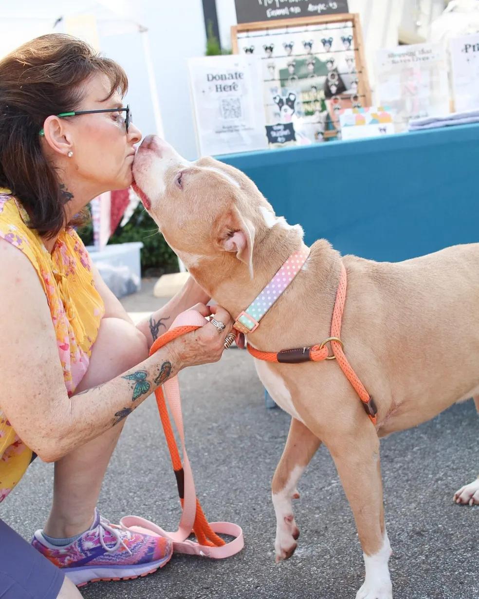 Enlarge Allie, a Adoptable mixed breed in Greer, SC image 6/6