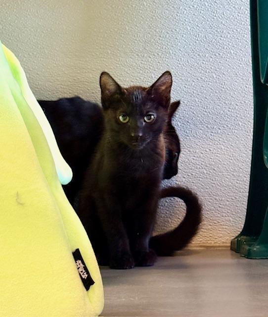 Onyx, adoptable, Kitten Male Domestic Short Hair.