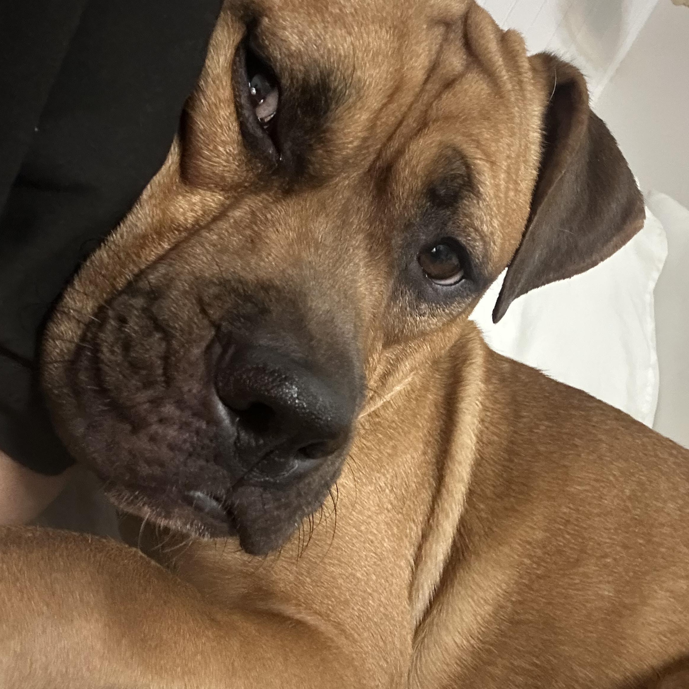 Brownie, Adoptable, Young Female Boxer.