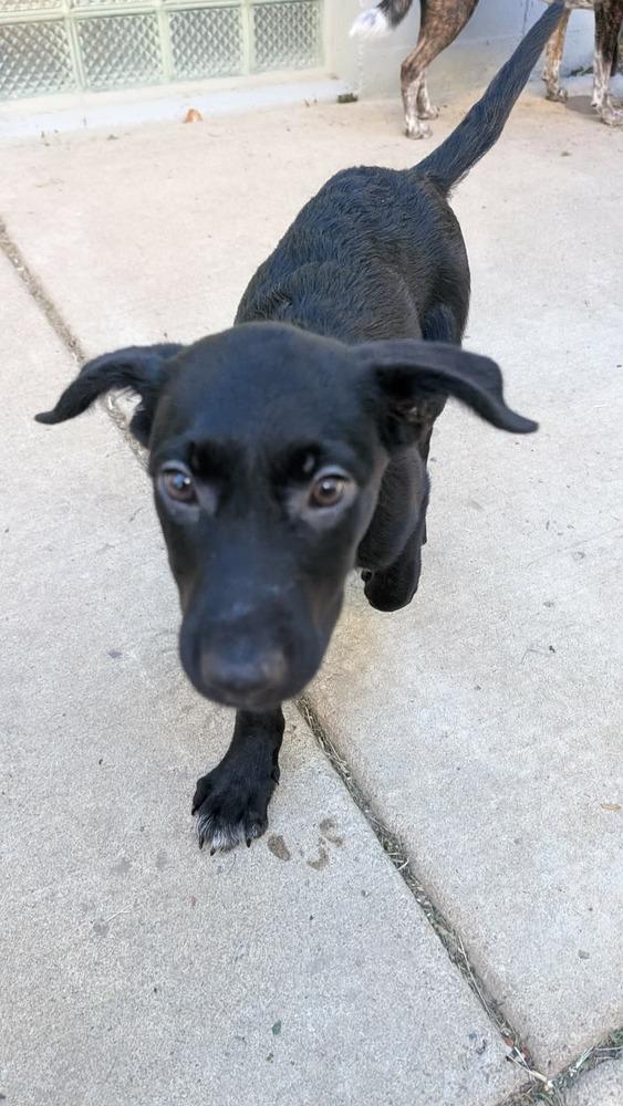 Millie, Adoptable, Puppy Female Labrador Retriever.