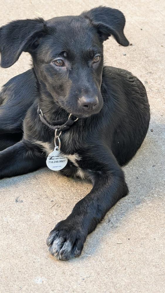 Enlarge Millie, a Adoptable mixed breed in Alden, NY image 2/3