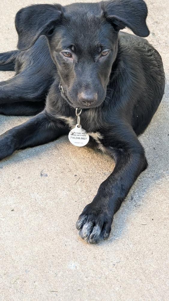 Enlarge Millie, a Adoptable mixed breed in Alden, NY image 3/3