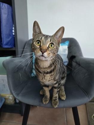 Enlarge Izma, a Adoptable mixed breed in North Miami Beach, FL image 1/3