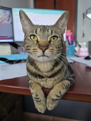 Enlarge Izma, a Adoptable mixed breed in North Miami Beach, FL image 2/3