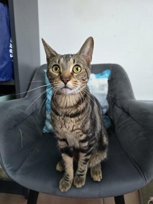 Enlarge Izma, a Adoptable mixed breed in North Miami Beach, FL image 3/3