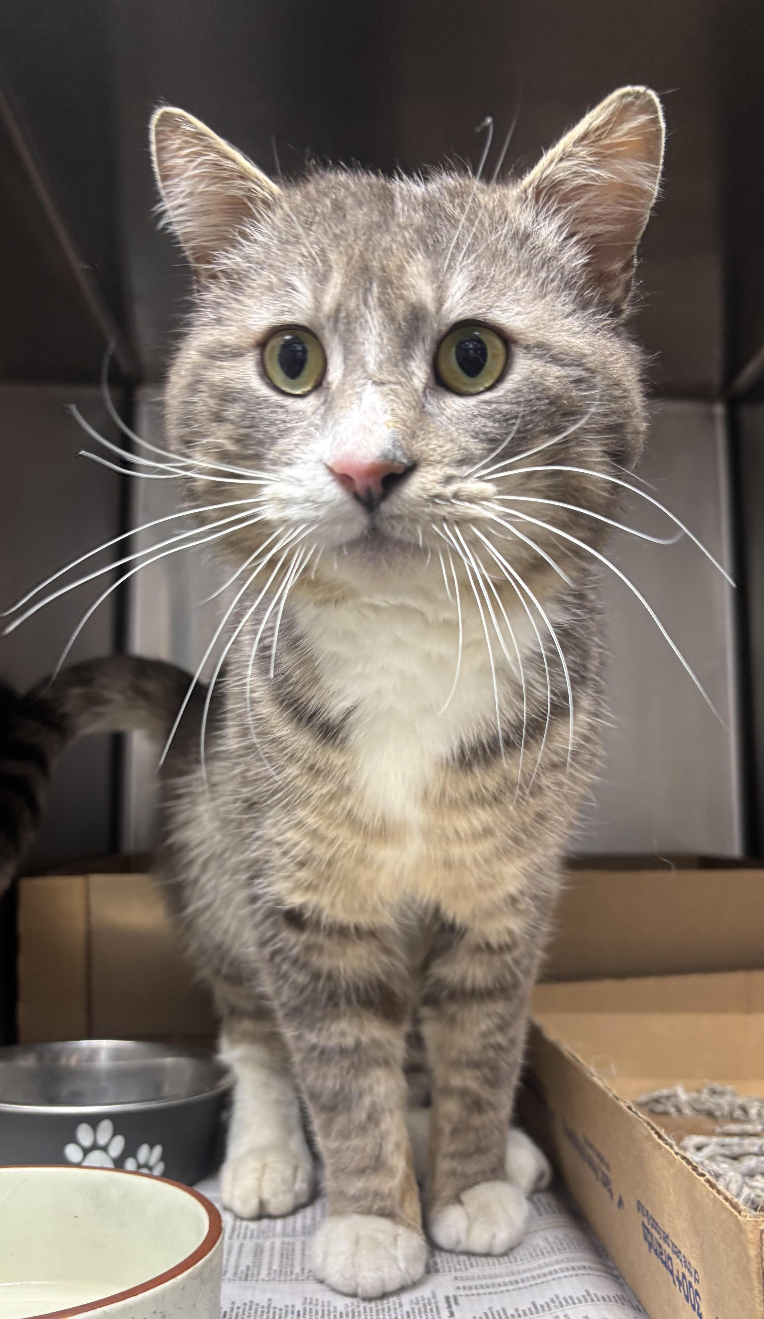 Rocket, ADOPTABLE, Adult Male Domestic Short Hair.
