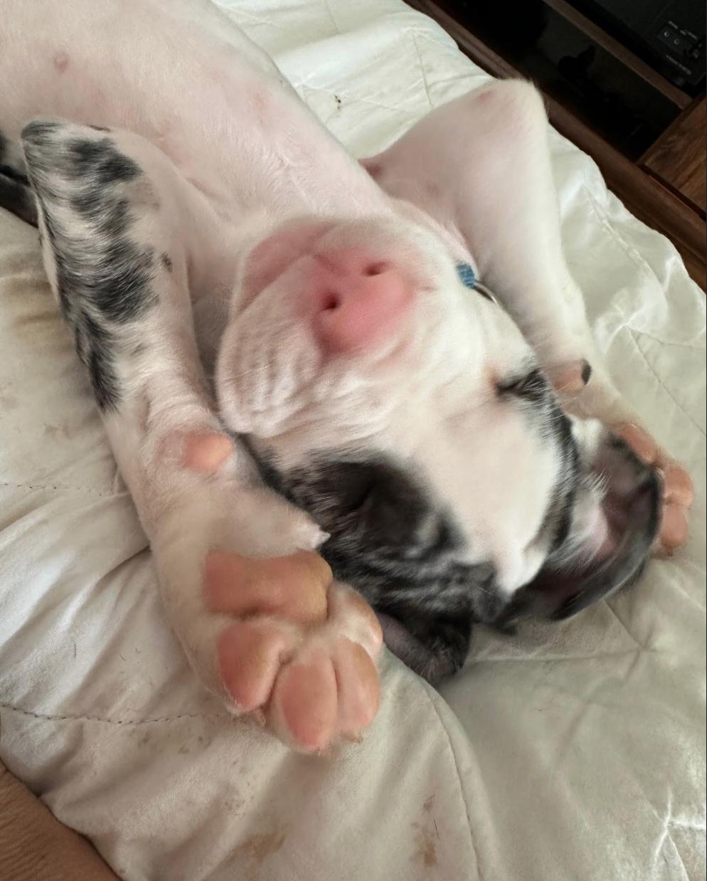 Chico
