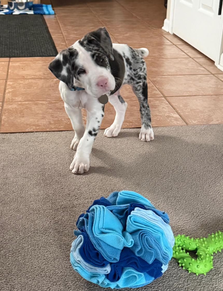 Chico
