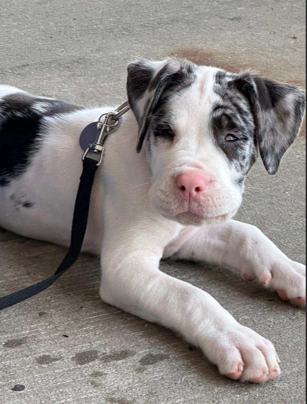 Chico