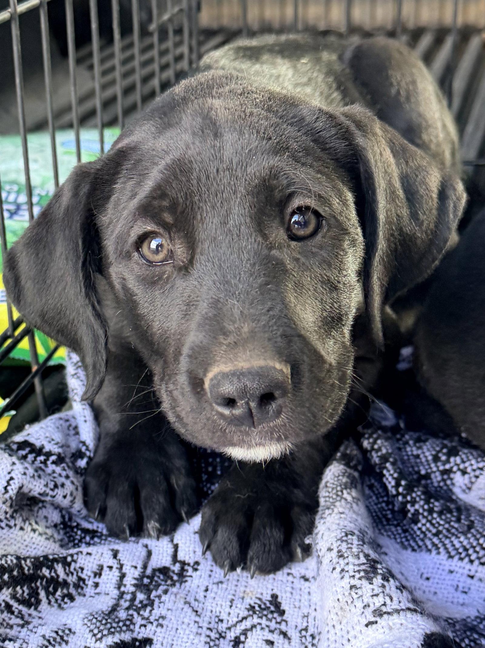 Aspen, Adoptable, Puppy Female Australian Shepherd & Hound.